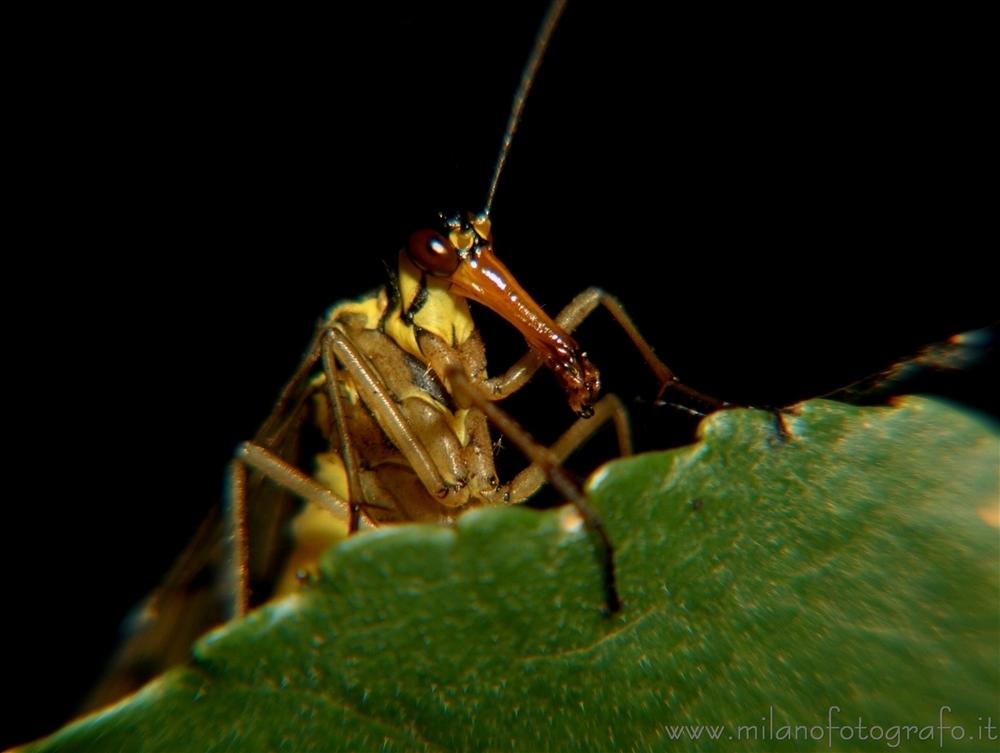 Cadrezzate (Varese, Italy) - Portrait of a Panorpa communis